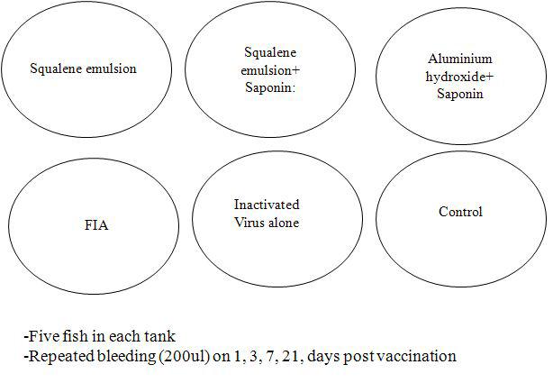 Experimental design to determine vaccine(adjuvant) effecter mechanisms.