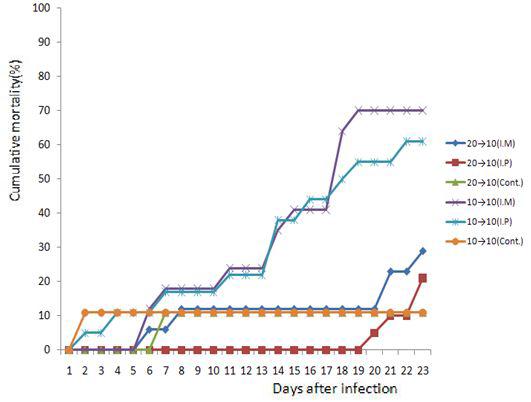 Cumulative mortality of VHSV vaccine injected (by intramuscular and intraperitoneal route) olive flounder. Fish were kept at 20 ℃ and 10℃ for 2 weeks before challenge.