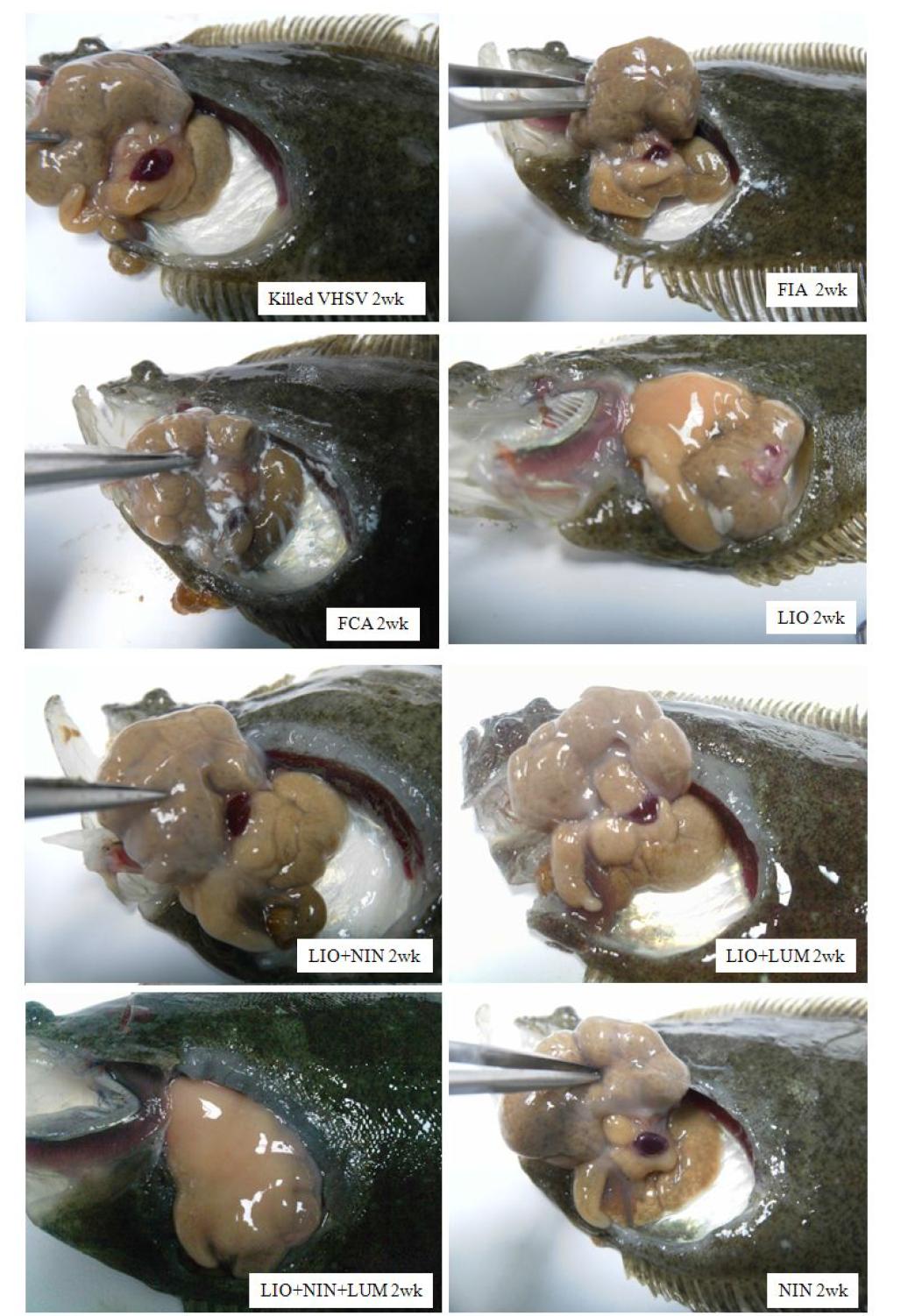 Gross observation of oliver flounder 2 weeks after vaccination. More details are also explained in Table 20. LIO: squalene, NIN: saponin, LUM: aluminium hydroxide.