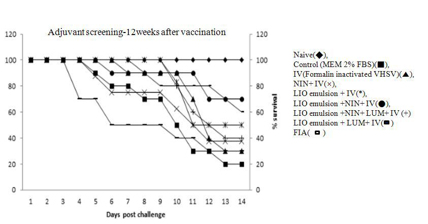 여러 종류의 면역보조제가 든 백신을 처리한 실험어의 12주후 인공감염에 대한 생존율 그래프.