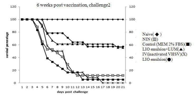 백신처리 6주 후 VHSV 접종한 실험어의 폐사율 그래프.