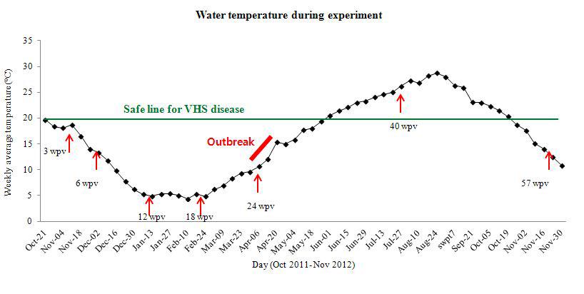 Weekly average temperatures during the course of vaccination experiment. Arrows indicates the challenge points post vaccination.