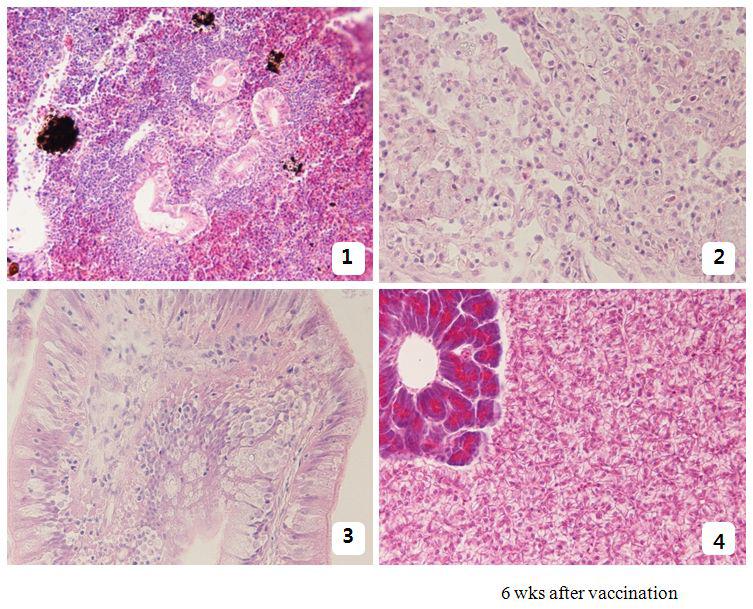 신접종 6주후 백신접종구의 조직으로 특징적으로 비수의 백혈구영역이 넓어진 것이보인다(1).비장의 바깥부분 복강내의 백혈구의 침윤상(2)을 보이는 것으로 Fig.2에 보이는 모든 세포는 염증세포로 정상조직에는 이러한 세포의 집단은 보이지 않는다.장관과 간장 정상의 형태를 보이고 있다.
