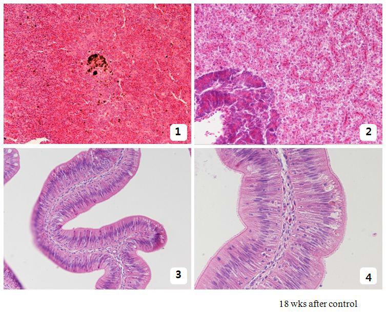 신접종 18주후 대조구.비장(1)은 MMC가 약간 증가되고,간(2)은 축적된 지방의 함량이 줄어들고 약간의 위축이 보이고 있다.장관 (3,4)은 정상이다.