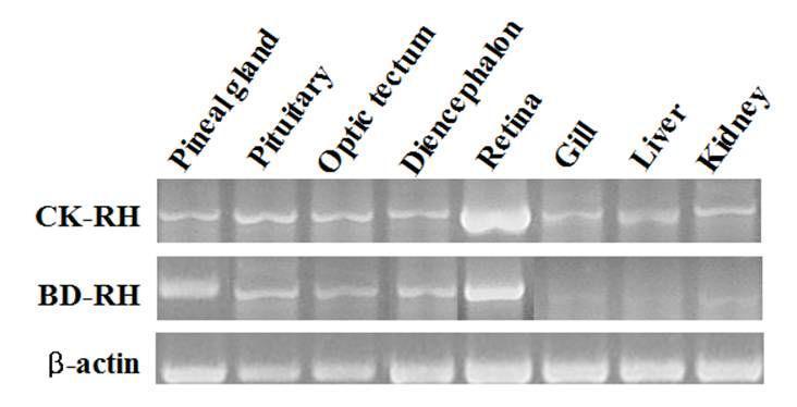 Tissue distribution of rhodopsin(RH) mRNAs in yelowtail clownfish (CK) and blue damsel(BD). β-actin mRNA was amplified to verify the integrity of each samples.