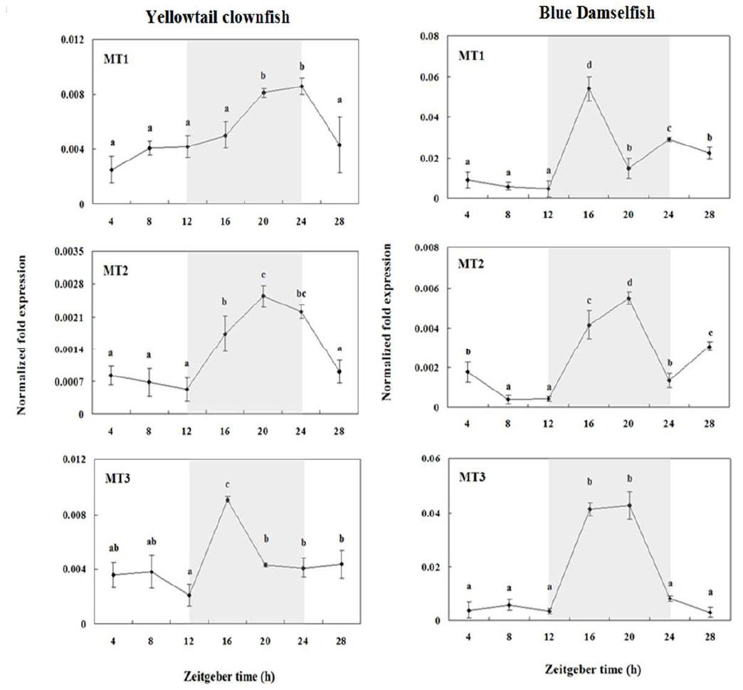 Diurnal variation in the level of three subtypes of MT mRNAs, as measured by quantitative real-time PCR, in the brain of yellowtail clownfish and blue damsel.