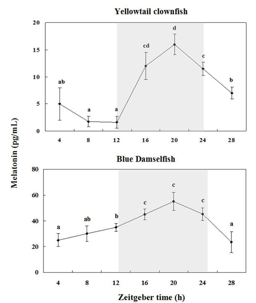 ELISA melatonin measurement in yellowtail clownfish and blue damsel plasma during the daily light-dark cycle by microplate reader.