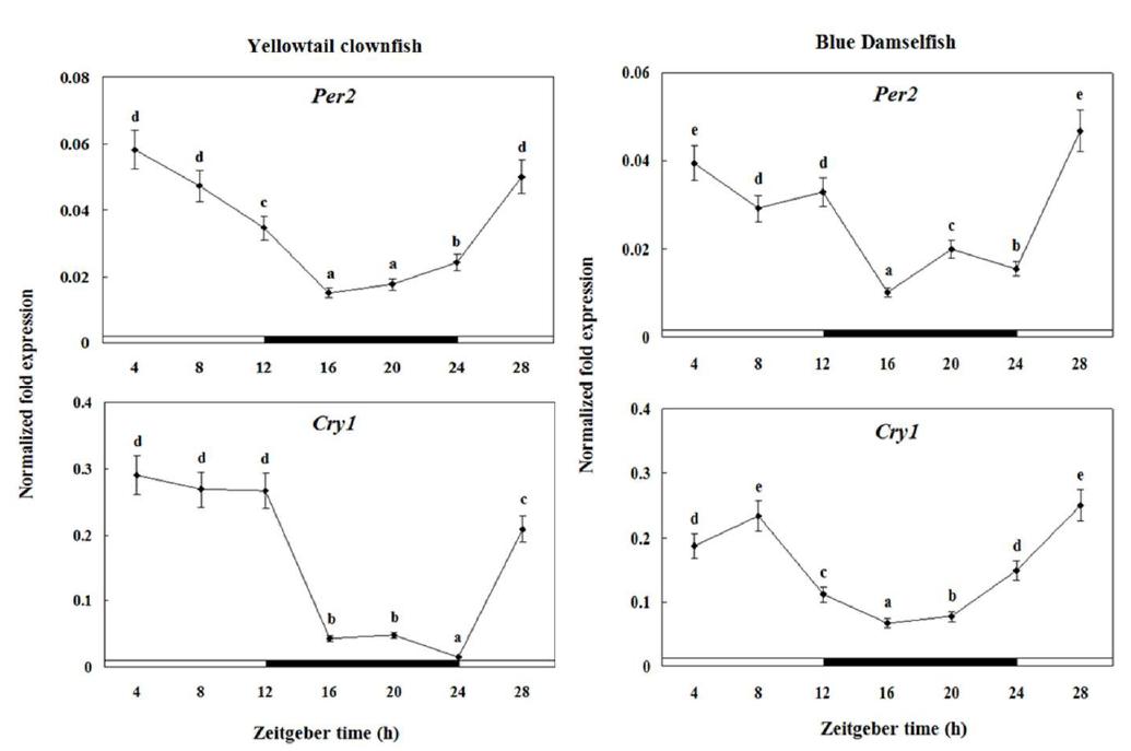 Changesin the expression levels of Per2, Cry1 mRNA in the yelowtail clownfish and blue damsel brain as measured by quantitative real-time PCR.