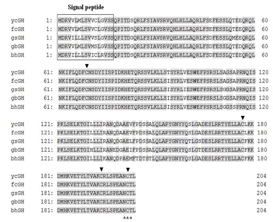 Comparison of the GH amino acid sequence of yellowtail clownfish