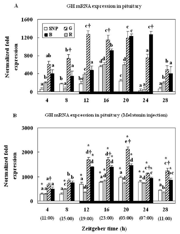 Changes in the expression levels ofGH mRNA in the pituitary before(A) and after injection with melatonin (B)underlighting conditions using red (R),green (G),and blue(B)LEDs and a simulated natural photoperiod (SNP),as measured by quantitative real-time PCR.