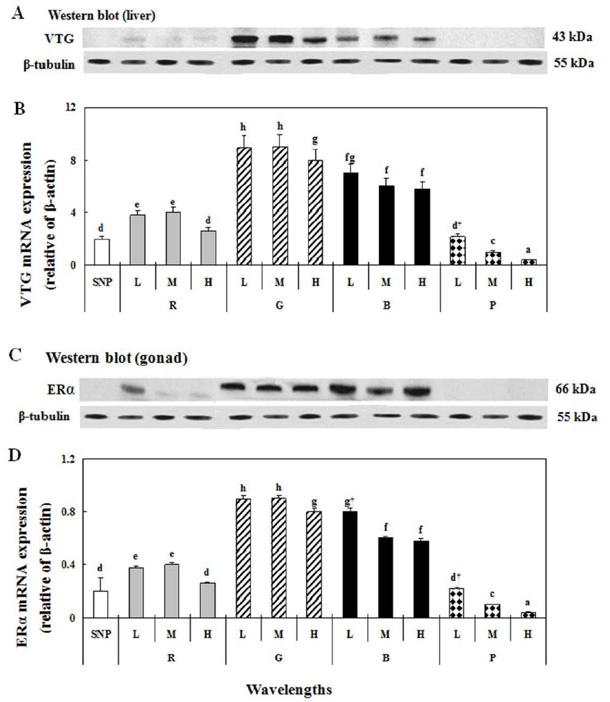 VTG and ERα mRNA expression levels in the livers and gonads of yellowtail damselfish under lighting conditions using a simulated natural photoperiod (SNP),red (R),green (G),blue (B),purple (P)LED lights,and low (L),middle (M),high (H) intensities.