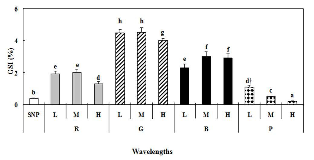 Changes in gonadosomatic index (GSI) of the yellowtail damselfish under lighting conditions using a simulated natural photoperiod (SNP),red (R),green (G),blue(B),purple(P)LED lights,andlow (L),middle(M),high (H)intensities