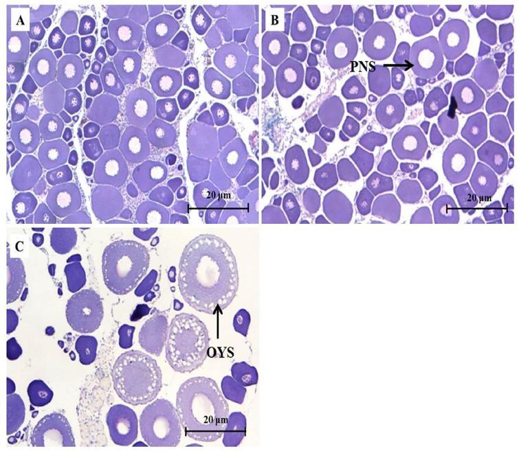 Changes in gonad histology of goldfish under different lighting conditions using a white fluorescentbulb (Cont.)(A),as wellas red (B),and green (C)LED lights. PNS:Peri-nucleolusstage,OYS:Oocytesintheyolkstage,Scalebar=20um