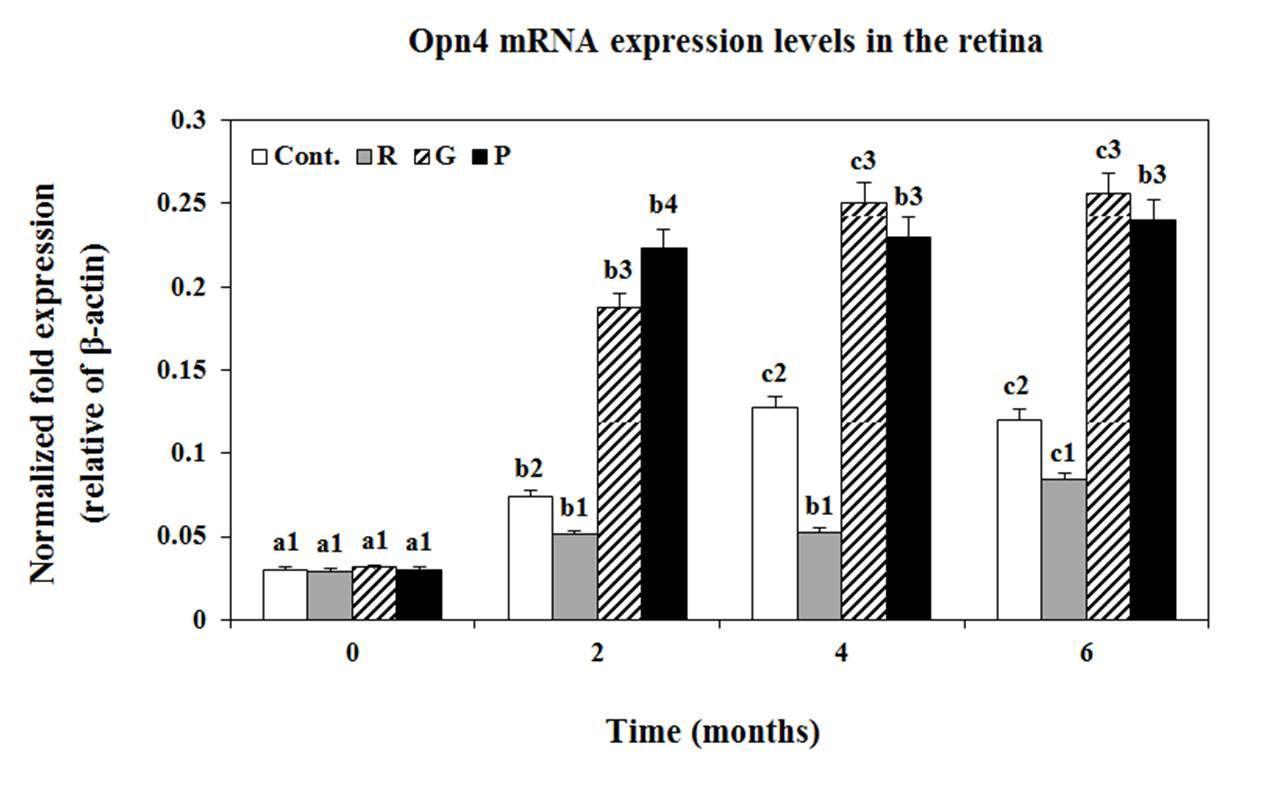 Changesin the expression levels of Opn4m mRNA in the retina of goldfish under lighting conditions using red (R),green (G),purple (P) LEDs and white fluorescent bulb (Cont.), as measured by quantitative real-time PCR.