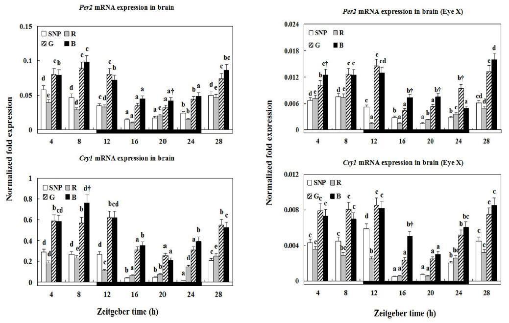 Changes in the Per2 and Cry1 expression levels in brain of yellowtail clownfish and eye-removed yellowtail clownfish under red(R),green(G),andblue(B) LEDs, a simulated natural photoperiod (SNP),and three intensities.