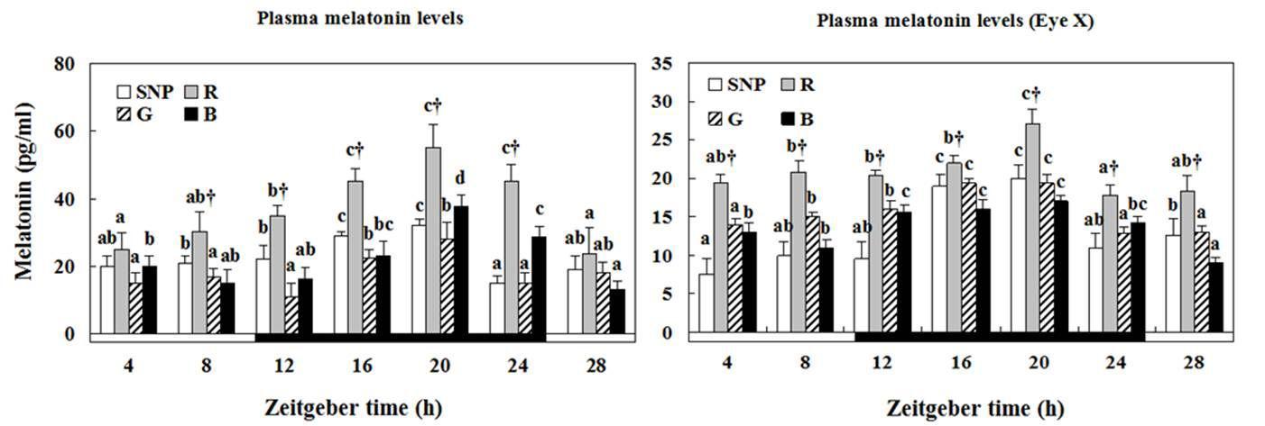 Enzyme-linked immunosorbent assay melatonin plasma levels in yellowtail clownfish and eye-removed yellowtail clownfish under lighting conditions usingre red(R), green(G),blue(B)LEDs and a simulated natural photoperiod (SNP),as measured by microplate reader.