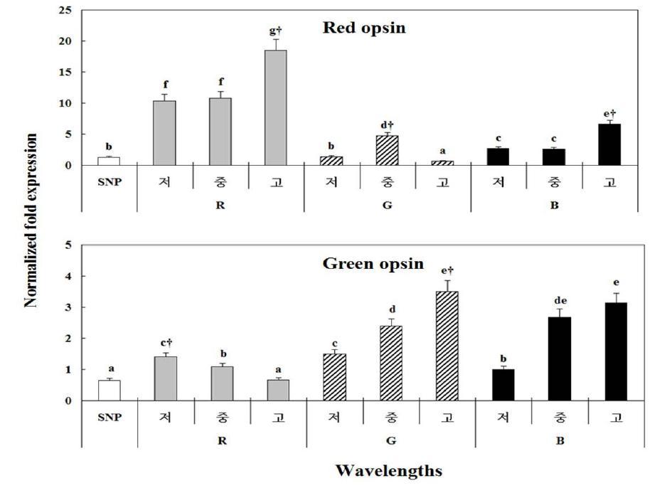 Changesin the red and green opsin expression levels in retina of yellowtail damselfish under red (R), green (G), and blue (B) LEDs, a simulated natural photoperiod(SNP),and three intensities.