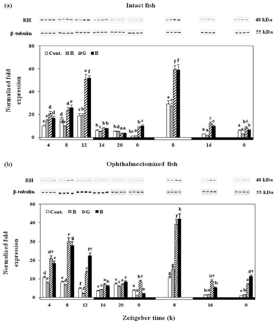 Changes in the expression levels of RH mRNA and protein in the retina of intact fish (a) and the ophthalmectomized fish (b)mRNA in the retina under lighting conditions using red (R),green (G),blue (B)LEDs and and white fluorescent bulb (Cont.).