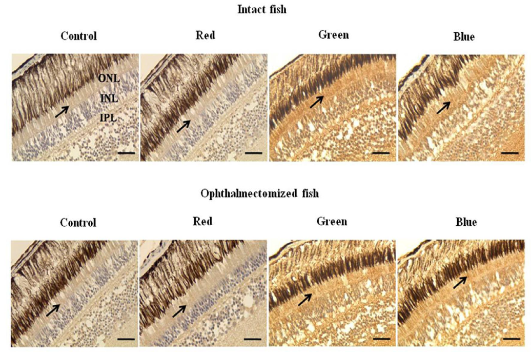 Immunohistochemical localization of retina RH-immunoreactivity (RH-IR)in cross sections of intact and ophthalmectomized fish under lighting conditionsusing red (R),green(G),blue(B)LEDs and and white fluorescent bulb(Cont.)at ZT8 of second day