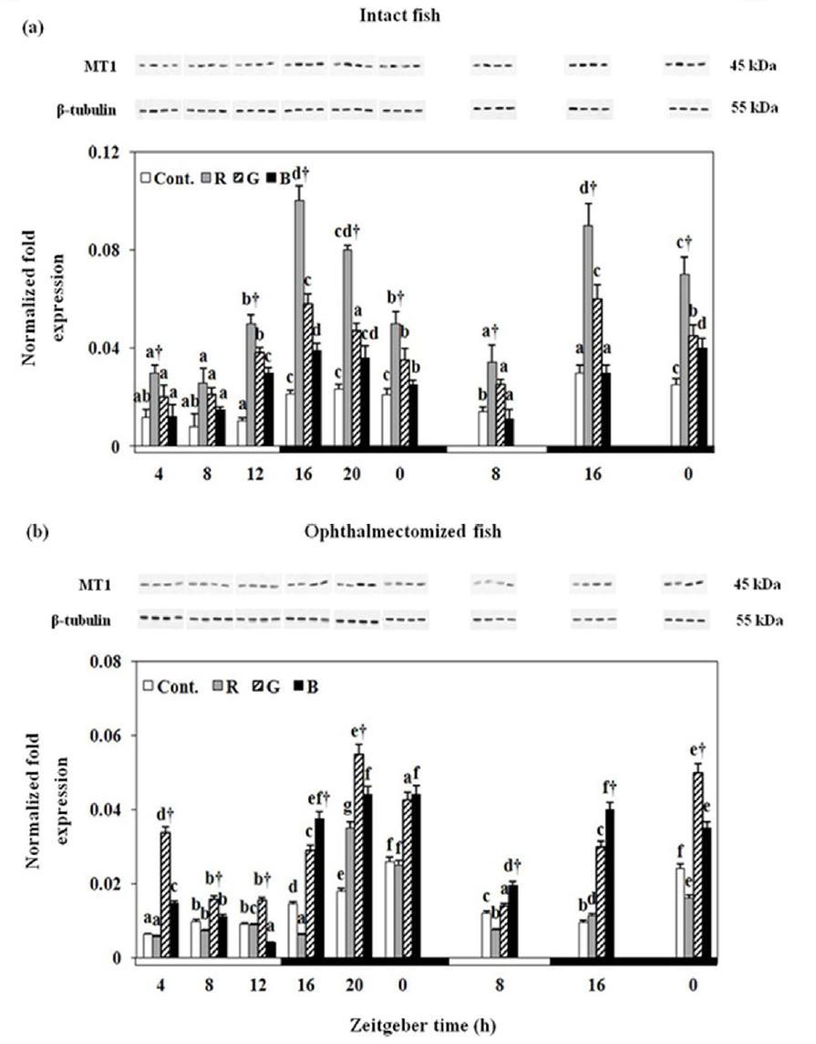 Changes in the expression levels of MT1 mRNA and protein in the brain of the intact fish (a) and the ophthalmectomized fish (b) mRNA in the brain of yellowtail clownfish under lighting conditions using red (R),green (G),blue(B)LEDsand and white fluorescent bulb (Cont.), as measured by quantitative real-time PCR.