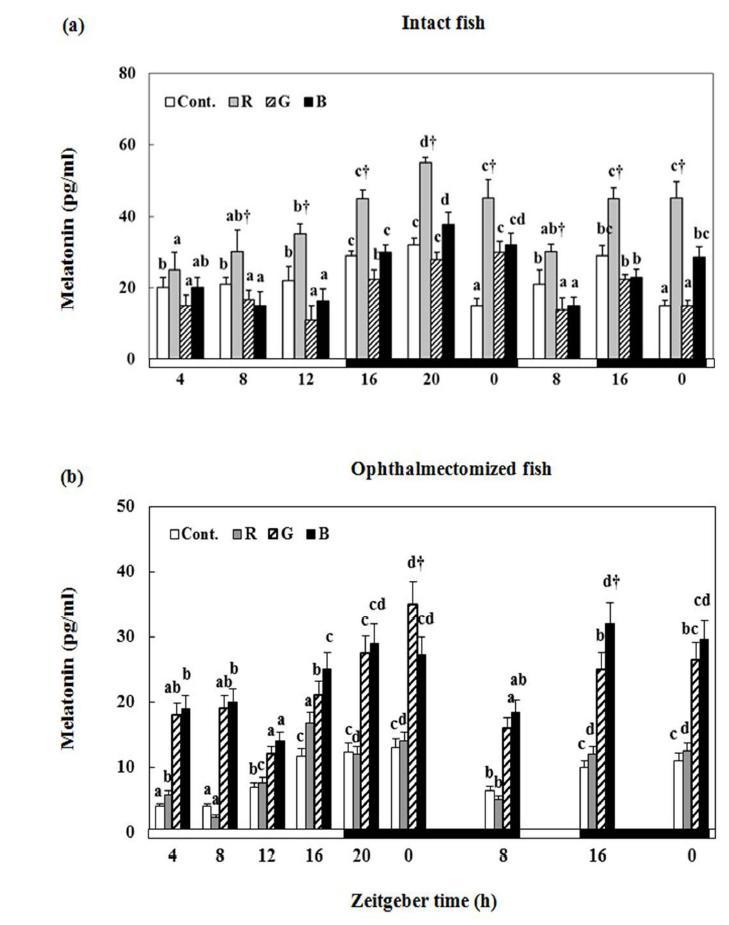 Enzyme-linked immunosorbent assay melatonin plasma levels in the intact fish (a) and levels in the ophthalmectomized fish (b) in yellowtail clownfish under lighting conditions using red (R),green (G),blue (B)LEDs and and white fluorescent bulb (Cont.), as measured by microplate reader.