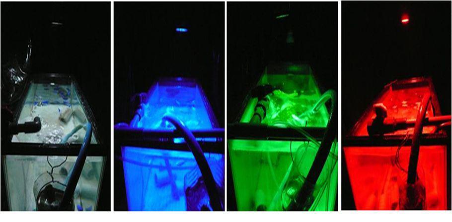 Photograph showing the rearing system of fish under different colors of LED light inTakemura's Lab.