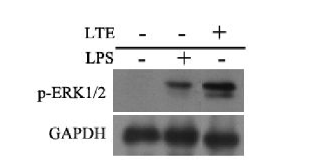 LPS와 LTE7-10처리에 의한 ERK1/2의 인산화 영향