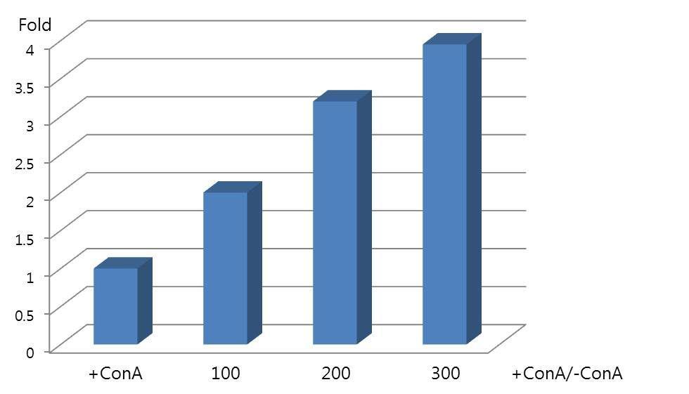 ConA 처리에 대의한 100,250및 500의 비장세포의 증식능 (MTT)