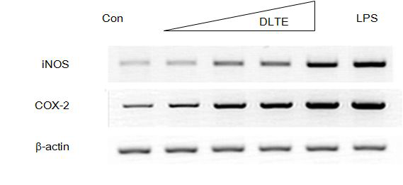 DLTE 처리에 의한 iNOS 및 COX-2유전자의 발현 변화.