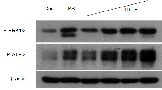 DLTE 처리에 의한 ERK1/2및 ATF-2단백질의 인산화.