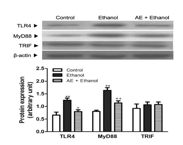Effects of AE (30 mg/kg) on TLR4, MyD88, and TRIF protein expression after chronic ethanol consumption.
