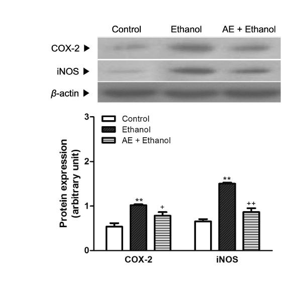 Effects of AE (30 mg/kg) on COX-2, and iNOS protein expression after chronic ethanol consumption.