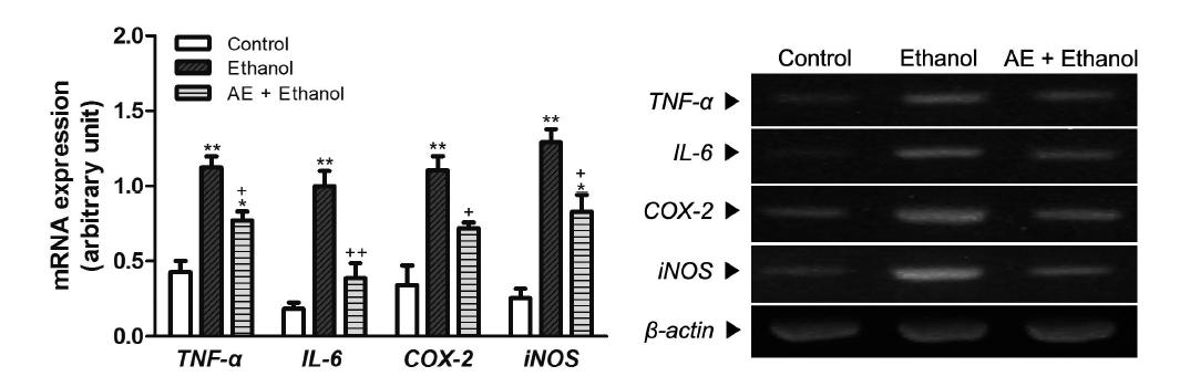 Effects of AE (30 mg/kg) on the TNF-α, IL-6, COX-2, and iNOS mRNA expression after chronic ethanol consumption.
