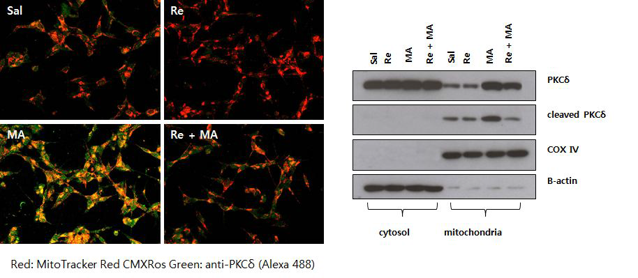 Human neuroblastomaSH-SY5Y cell에 대한 MA 독성에 PKCδ의 mitochondria로 의 translocation이 관여하며 GinsenosideRe의 보호효과는 이 기전을 차단함