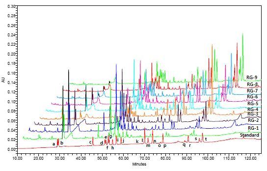 HPLC chromatogram of ginsenosides detected from the Red ginseng as compared with the chromatogram of the ginsenoside standards.