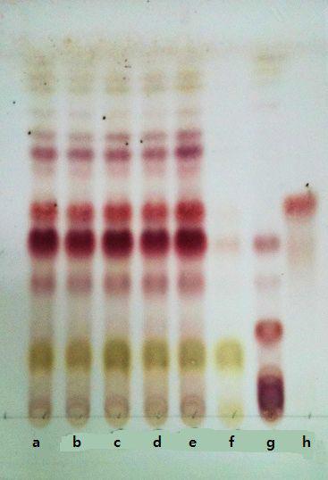 TLC chromatogram of ginsenosides detected from the Ginseng Radix palva extract processed with ultrasonication