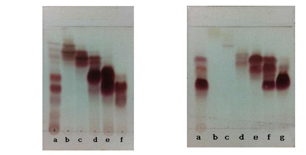 TLC chromatogram of Black ginseng extract and compound Ⅰ and ginsenoside Rg5,Rk1