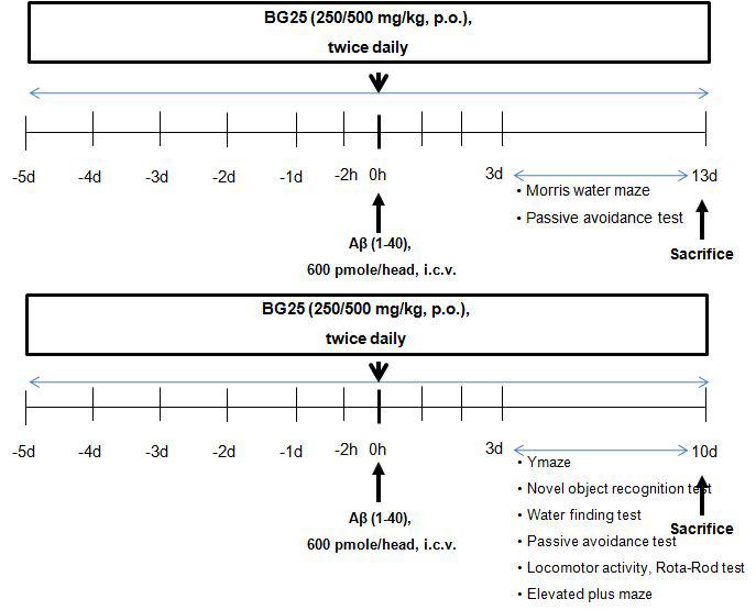 G25를 생쥐에 투여하고 인지기능을 평가하는 실험 일정의 모식도