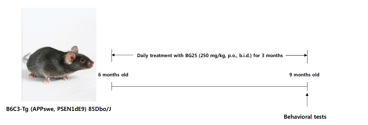 BG25를 APP/PS1doubletg생쥐에 투여하고 인지기능을 평가하는 실험 일정의 모식도