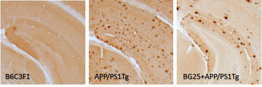해마에서의 아밀로이드 플라크 축적의 면역조직 염색의 각 처리군별 대표적 형태