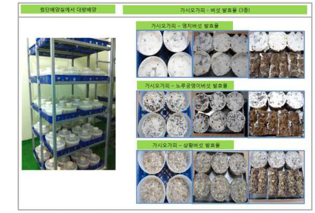 오가피 천연배지를 이용하여 대량배양한 오가피-버섯발효물