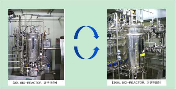 오가피추출물을 천연배지한 버섯균사체의 파일럿단계(300L)의 액체발효