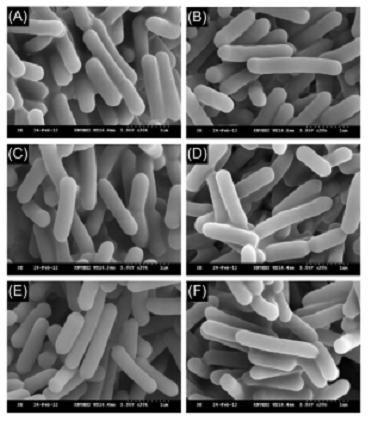 SEM images of L.monocytogenes in control(A,B;PBS,pH7.2)and PBS adjusted to pH 4.0with HCl(C,D) and lactic acid(E andF) treated without (A,C, D)orwith(B,D,F)HPP(300MPa,5min)after12hofincubationat4oC.