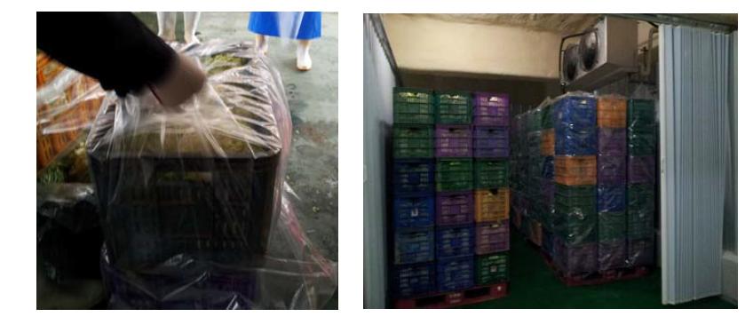 Storage of Chinese cabbage packed with PA, PE, and PP films.