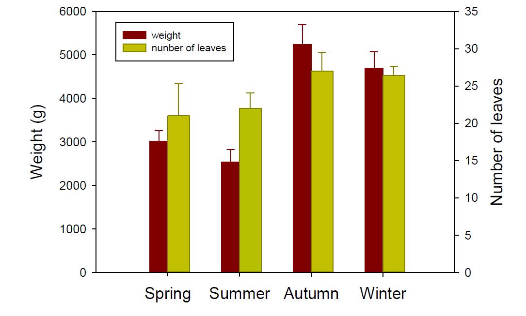 Comparison of weight and number of leaves of Chinese cabbage cultivated in spring, summer, autumn, and winter seasons.