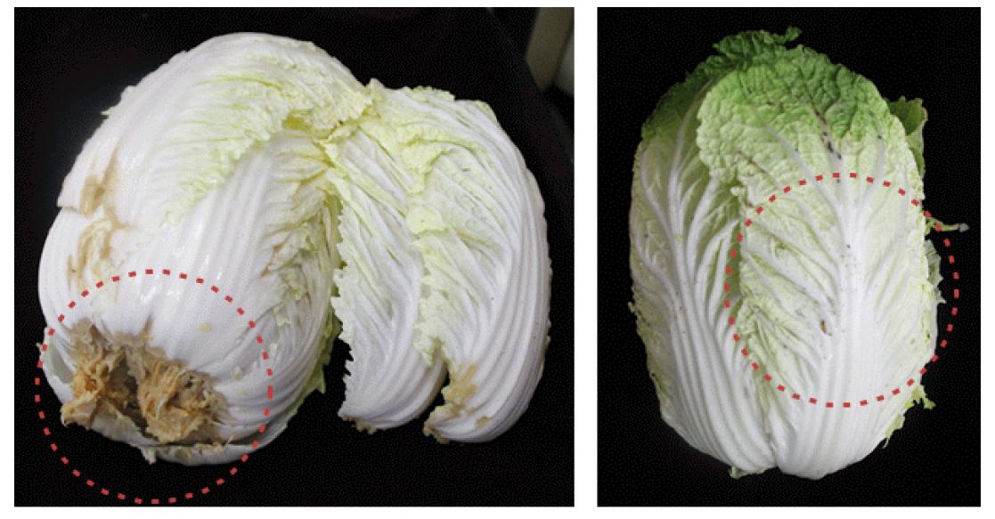 Physiological disorders (left: soft rot, right: black spot) occurred in Chinese cabbage during storage.