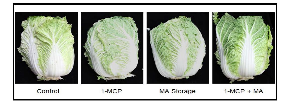 Chinese cabbage stored at –0.2oC for 1 month with different treatments.