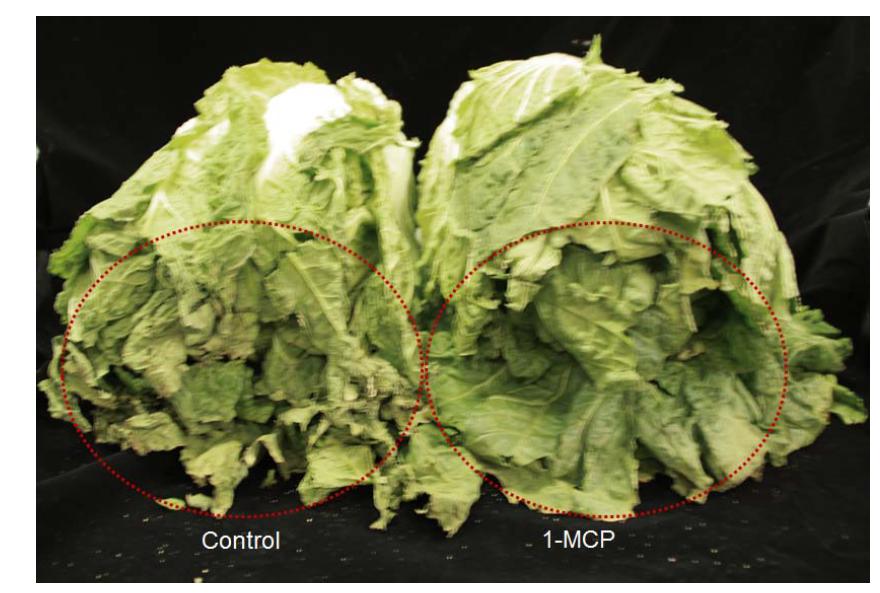 Chinese cabbage stored at –0.2oC for 3 weeks with 1-MCP treatments.