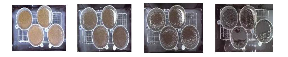 Moisture adsorb status of fermented red ginseng concentrate spherical granule coated with various by-products of hydrophobic red ginseng extracts according to storage time