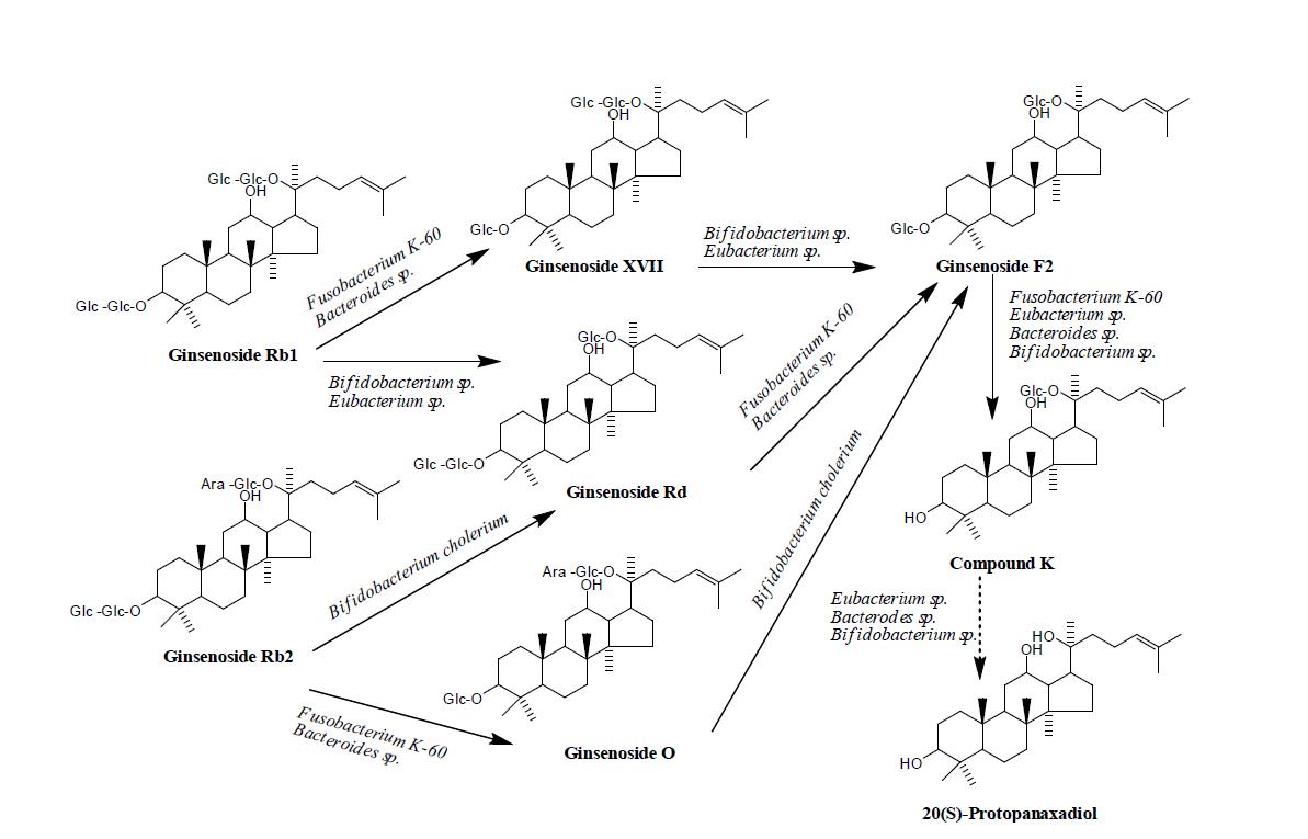 Metabolism of ginsenosides to bioactive compounds by intestinal microflora